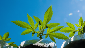 Arrêter le cannabis sans médicaments : pourquoi essayer le laser ?