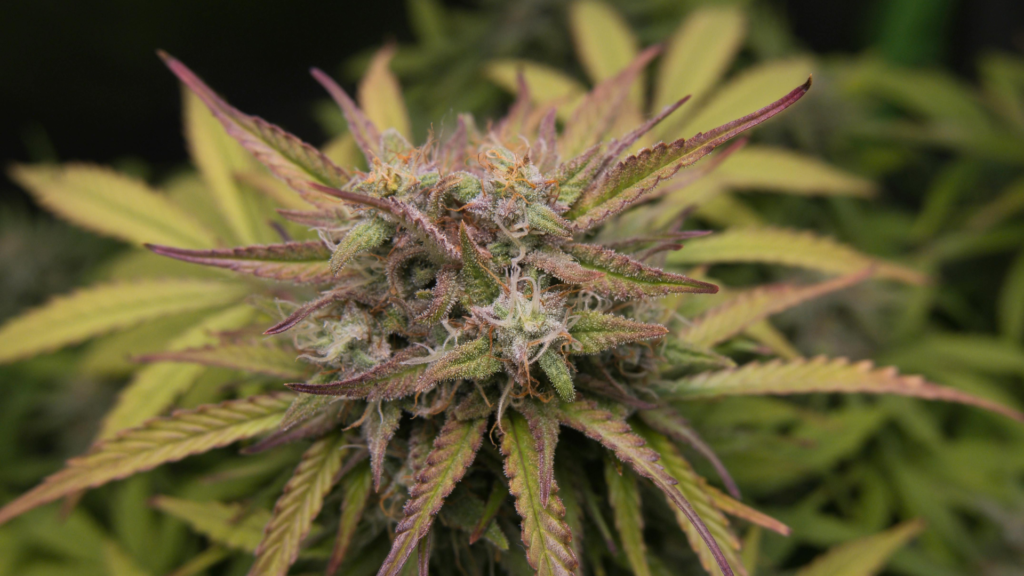Arrêter le cannabis sans souffrir du manque grâce au laser