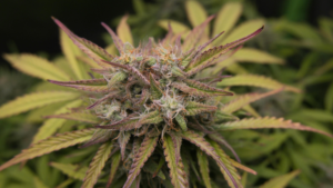 Arrêter le cannabis sans souffrir du manque grâce au laser