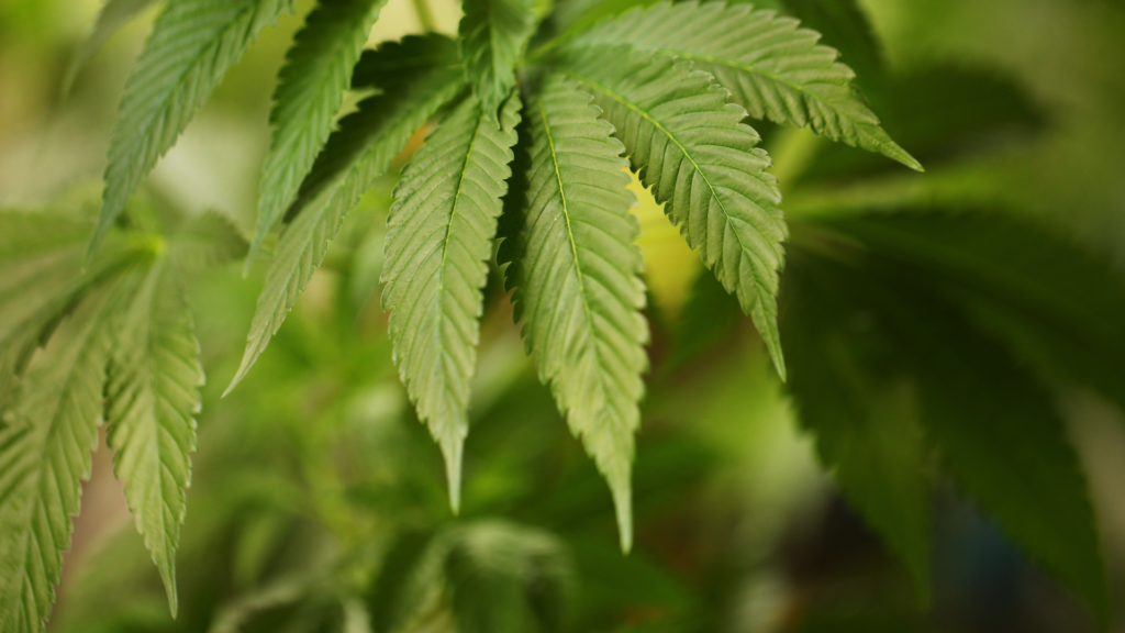 Pourquoi choisir Tatérapi Laser pour l'arrêt du cannabis ?